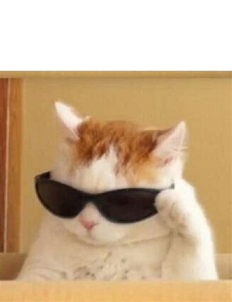 cat with glasses meme|funny cat profile picture meme.